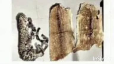 झंझारपुर: तेंदुआ व हिरण की खाल तस्करी में गिरफ्तार तस्करों का कबूलनामा, डीलरों से था बड़ा सौदा