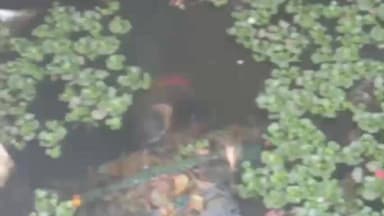 પેટલાદ: પંડોળી ગામે મંદિર નજીક પાણીમાંથી યુવકની લાશ મળી, પોલીસે તપાસ હાથ ધરી