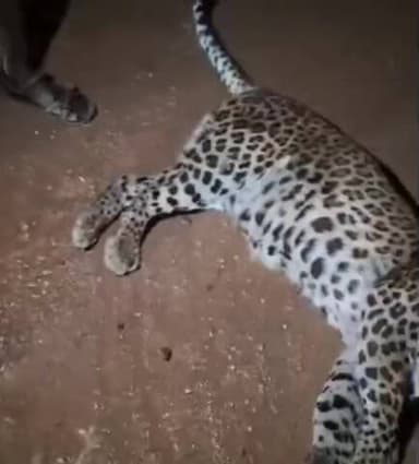 ಹೊಸಪೇಟೆ: ಚಿಲಕನಹಟ್ಟಿ ಗ್ರಾಮದ ಬಳಿ ಅಪರಿಚಿತ ವಾಹನ ಡಿಕ್ಕಿ;ಚಿರತೆ ಸ್ಥಳದಲ್ಲಿ ಸಾವು