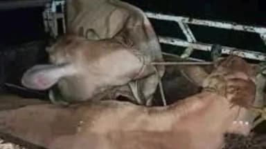 ಗುಬ್ಬಿ: ಅಕ್ರಮವಾಗಿ ಸಾಗಿಸುತ್ತಿದ್ದ ರಾಸುಗಳ ರಕ್ಷಣೆ ನಿಟ್ಟೂರಿನ ಪುರದ ಬಳಿ ಘಟನೆ