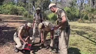 கொடைக்கானல்: கொடைக்கானலில் புலிகள் கணக்கெடுப்பு பணி 100க்கும் மேற்பட்ட மனப் பணியாளர்கள் ஈடுபட்டனர்