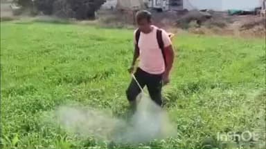 चांदवड: चांदवड तालुक्यातील शिंगवे रायपुर परिसरामध्ये गहू पिकावर मावा करपा रोगाचा प्रादुर्भाव