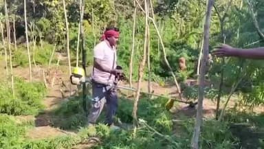 କଣ୍ଟାମାଳ: ବିଜାପଦର୍ ଜଙ୍ଗଲରୁ 23 ହଜାର ଗଞ୍ଜେଇ ଗଛ କାଟିଲା ବାଉଁଶୁଣୀ ପୋଲିସ