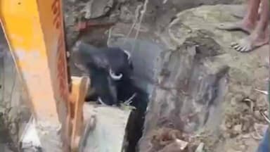 रसड़ा: नगरा में शौचालय की टंकी में गिरी भैंस, 2 घंटे में हुआ रेस्क्यू, वीडियो हुआ वायरल