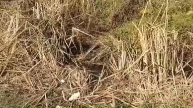 ডোমজুড়: ডোমজুড়ের নিমেরহাটি এলাকায় এক ব্যক্তির মৃতদেহ উদ্ধার ঘিরে চাঞ্চল্য