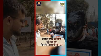 छत्तीसगढ़ में करोड़ों का धान का गए चूहे या अधिकारी #rupeefall #coalitioncollapse #cashcrunch