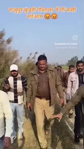 बीसलपुर: बीसलपुर के पास ग्राम राजुपुर कुरड़ी गौ शाला में गौ कसी का सीन