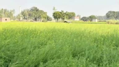 कलेक्टर ने जिले के विभिन्न ग्रामों का भ्रमण कर खेतों में पहुंचकर रबी व उद्यानिकी फसलों का किया अवलोकन