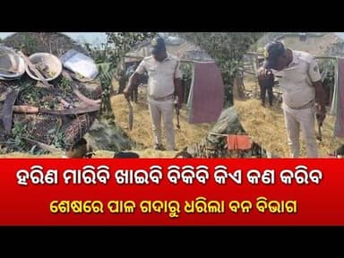 ହରିଣ ମାରି ହରିଣ ମାଂସ ଖାଇ ମାଂସ ବିକୁଛି ଶିକାରୀ