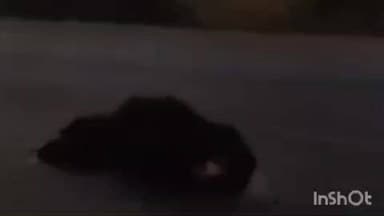 बकावंड: नेशनल हाईवे 30 आसना जंगल में सड़क पार करते भालू को अज्ञात ट्रक ने कुचला, मौके पर हुई मौत, वन विभाग जांच में जुटी