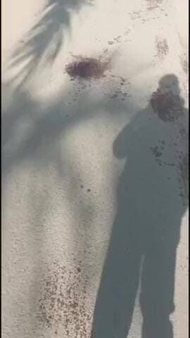 पंचकूला: अमरावती एन्क्लेव कॉलोनी में तेंदुए ने कुत्ते को मार डाला, तेंदुए को लेकर दहशत