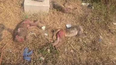 భిక్కనూర్: కోతులకు మత్తుమందు ఇచ్చి చంపుతూ గ్రామ శివారులో పడేస్తున్న గుర్తుతెలియని వ్యక్తులు, అధికారులు స్పందించి చర్యలు తీసుకోవాలి