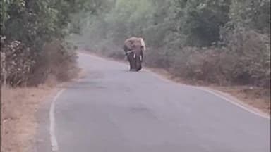 कुकड़ू: कुकड़ू-सिरूम मार्ग पर तूलिनडीह वन के पास हाथी निकलने से ग्रामीण व राहगीर डरे