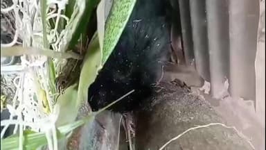 নাগরাকাটা: সামসিং চা বাগানে ভাল্লুকের ছানা উদ্ধারে চাঞ্চল্য, এলাকা ঘিরে বনদপ্তরের তৎপরতা