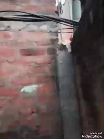 मिर्ज़ापुर: रुखड़ घाट मोहल्ले में विद्युत पोल बीच से टूटने से तार लोगों के घरों में फैला, जान खतरे में पड़ी