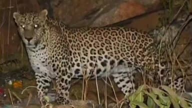 भिनाय: देवलिया क्षेत्र में पैंथर की दहशत से ग्रामीणों में भय का माहौल, तीसरे दिन भी पैंथर न पकड़ने से बढ़ रही चिंता