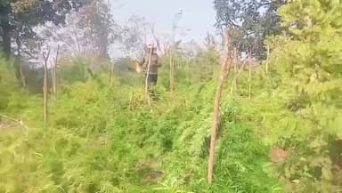 କଣ୍ଟାମାଳ: ମୁଣ୍ଡାପଡା ଓ ବଲମତୁମ୍ବା ଜଙ୍ଗଲରୁ 26.20 ଏକର ଜମିରୁ ଗଞ୍ଜେଇ ଚାଷ ନଷ୍ଟ କଲା କଣ୍ଟାମାଳ ପୋଲିସ