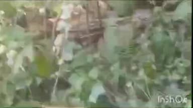 चौखुटिया: चौखुटिया के टटलगांव में दिनदहाड़े शावकों संग चहलकदमी करता गुलदार, क्षेत्र में बढ़ी दहशत