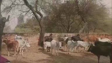 कुंडा: धनगढ़ और औसानगंज के ग्रामीणों ने 50 आवारा पशुओं को पकड़कर गौशाला भेजा