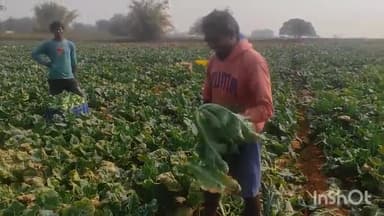 ବୀରମିତ୍ରପୁର: ଲାଭବାନ ହେଉଛନ୍ତି ନୂଆଗାଁ ବ୍ଲକର ପରିବା ଚାଷୀ