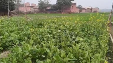मरौना: मरौना प्रखंड क्षेत्र में रबी सीजन में सरसों और तोड़ी की खेती ने पकड़ी रफ़्तार