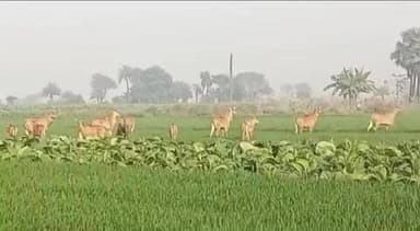 सरायरंजन: सराय रंजन में नील गाय खेतों को बड़े पैमाने पर पहुँचा रही हैं नुकसान