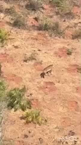 ಚಿಕ್ಕಮಗಳೂರು: ಅತ್ತಿಗುಂಡಿ ಬಳಿ ಹುಲಿ ಪ್ರತ್ಯಕ್ಷ.! ಗಿರಿ ಭಾಗಕ್ಕೆ ಬರುವ ಪ್ರವಾಸಿಗರೇ ಹುಷಾರ್.!