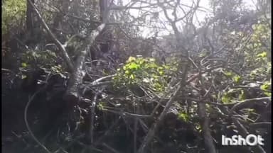 फतेहपुर: भाटियाँ के जंगल में खैर के पेड़ों की अवैध कटाई, वीडियो हुआ वायरल