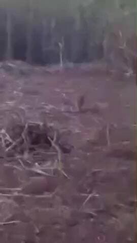 कलीनगर: गजरौला कला मुस्तकिल गांव में आबादी के निकट खेत में देखा गया बाघ