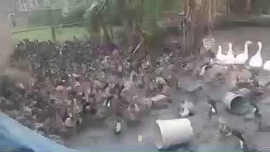 पातेपुर: पातेपुर के मालपुर गांव के युवक ने बत्तख पालन को बनाया आमदनी का जरिया, 4000 बत्तखों से व्यवसाय की शुरुआत की