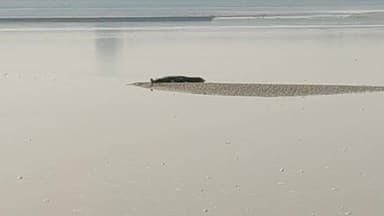 Gada ganj sultan pur badhaiya ganga ghar me aaj 22/01/2026 ko 2 magarmachh dikha