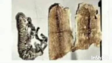 झंझारपुर: हैदराबाद लैब भेजी गई जब्त चीता और हिरण की खाल, वन विभाग वैज्ञानिक साक्ष्य का ले रहा सहारा