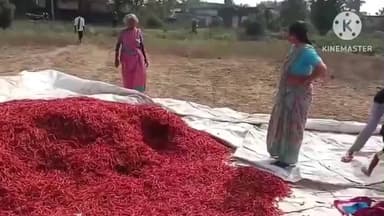 మహబూబాబాద్: డోర్నకల్ చాంప్ల తండాలో మిర్చి కళ్ళంలో చోరీ, సుమారు క్వింటా మిర్చి ఎత్తుకెళ్లిన దొంగలు