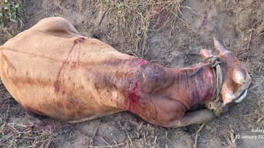 ಕೊಟ್ಟೂರಿನಲ್ಲಿ ಹುಲಿದಾಳಿಗೆ ಹಸು ಗಂಭೀರ ,ಸ್ಥಳೀಯರಿಗೆ ಆತಂಕ