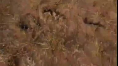 टांटोटी: कणोज में दिखे पैंथर के पदचिन्ह, ग्रामीणों में दहशत का माहौल, पैंथर नहीं पकड़ने से बढ़ रही चिंता