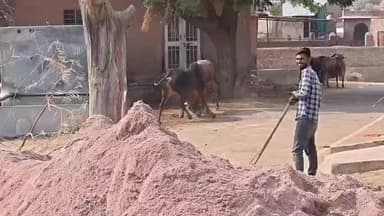 बीकानेर: उस्ता बारी व बाजार क्षेत्र में बेसहारा पशुओं का आतंक, आमजन परेशान