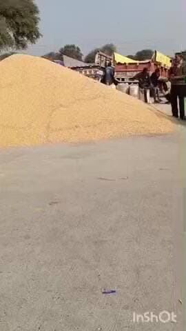 छबड़ा: छबड़ा कृषि उपज मंडी में गेहूं, चना, सरसों, सोयाबीन और मक्का के जींस की नीलामी मंडी प्रशासन द्वारा की गई