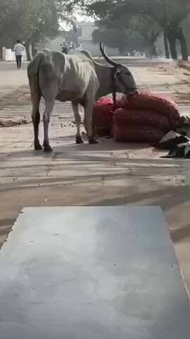 ಗದಗ: ನಗರದಲ್ಲಿ ಬೆಲೆ ಇಳಿಕೆ ನಡುವೆ ದನದ ಆಹಾರವಾಗುತ್ತಿರುವ ಈರುಳ್ಳಿ