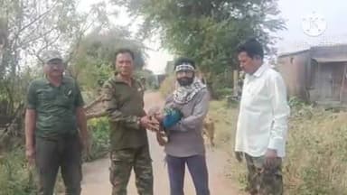 समुद्रपूर: सालापुर शिवारात जखमी मोराला वनविभागाने दिले जीवनदान: वर्ध्याच्या पिपल्स फॉर ॲनिमल्समध्ये उपचार सुरू