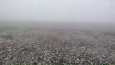 सुनेल: उन्हेल में लगातार कोहरा छाने से धनिए की फसल पर मंडराया खतरा