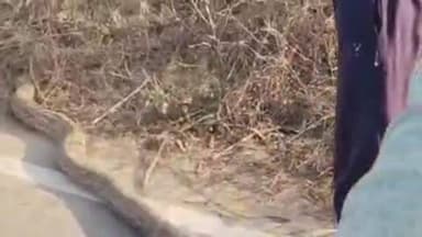 फतेहाबाद: निबोहरा शाहबेद मार्ग पर ग्रामीणों को दिखा 10 फीट लंबा अजगर, वन विभाग ने किया रेस्क्यू