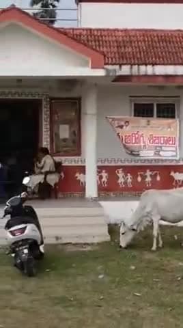 నరసాపురం: పేరుపాలెం సౌత్ పంచాయతీలో పశు వైద్యాధికారుల ఆధ్వర్యంలో పశు వైద్య శిబిరం