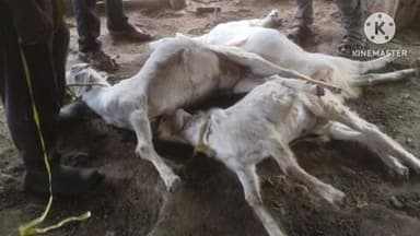 आर्वी: पांजरा गोंडी बोथली परिसरात वाघाची दहशत ..बकऱ्यावर हल्ला सहा बकरे मृत. तर एक गंभीर ..वासराचाही पाडला फरशा