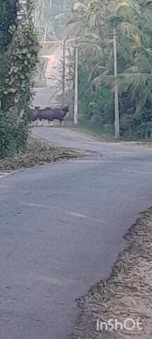 ಮೂಡಿಗೆರೆ: ಬಕ್ಕಿಯಲ್ಲಿ ಹೆಚ್ಚಿದ ಕಾಡುಕೋಣಗಳ ಉಪಟಳ, ಜೀವ ಭಯದಲ್ಲೇ ಓಡಾಡ್ತಿರೋ ಜನ.!