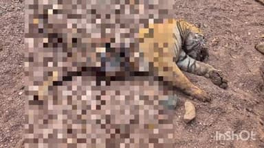 बुदनी: रातापानी अभ्यारण के भीम कोठी जंगल में संदिग्ध हालत में बाघ की मौत, पोस्टमार्टम के बाद अंतिम संस्कार किया गया