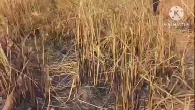 बगहा: बगहा में मिले दो नर कंकाल, क्षेत्र में मची सनसनी