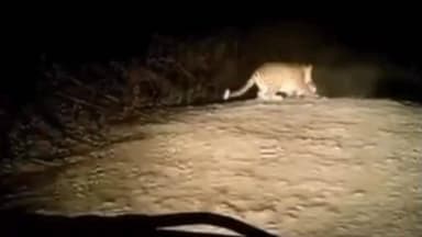 लूनकरनसर: पैंथर दिखने की फर्जी पोस्ट से फैली दहशत, जांच में निकली अफवाह