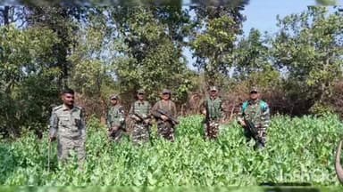 बरियातु: बरियातू थाना क्षेत्र में पुलिस ने 115 एकड़ भूमि में लगे अफीम को किया नष्ट