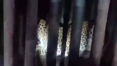 માંડવી: બોરીગાળા ગામે આંટાફેરા મારી રહેલ દીપડો પાંજરે પુરાયો.