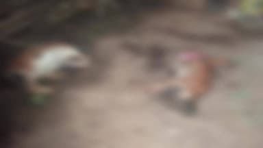 गांगड़तलाई: फलवा गांव में वन्यजीवों ने फिर से दो बकरियों का किया शिकार